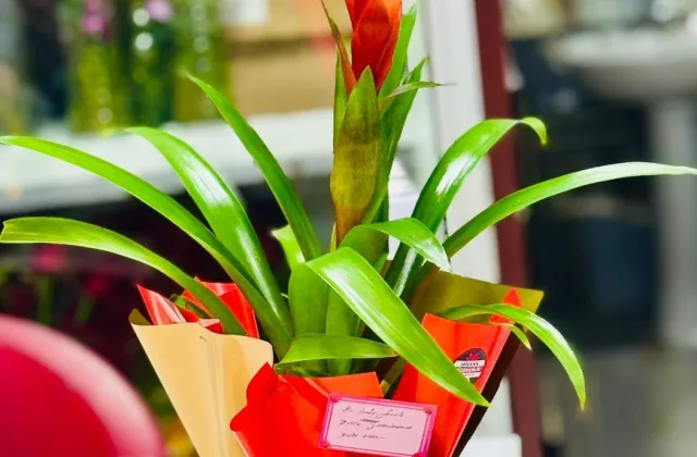 Guzmania Çiçeği