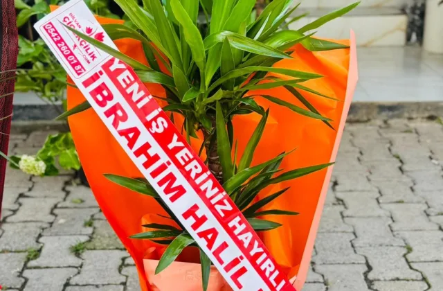 İkili Yukka Saksı Çiçeği