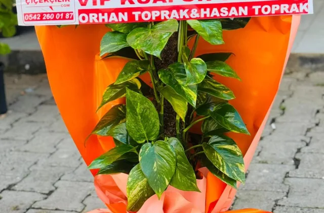 Hilvan Çiçekçilik Sarmaşık Saksı Çiçeği