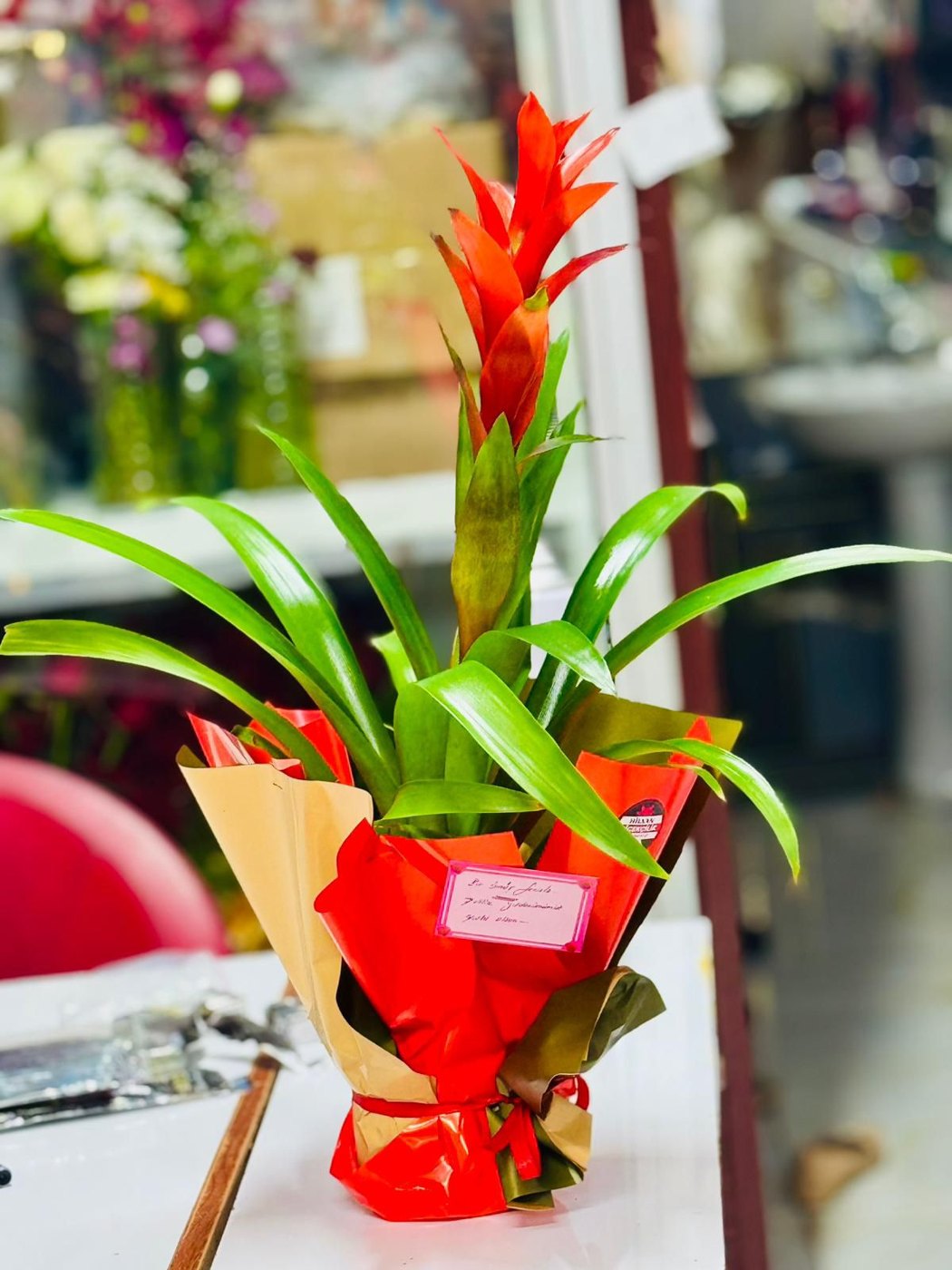 Guzmania Çiçeği