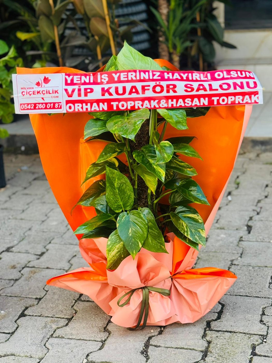 Hilvan Çiçekçilik Sarmaşık Saksı Çiçeği