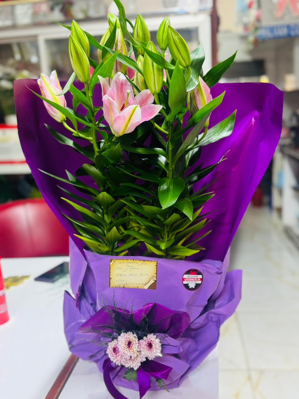 Lilyum Saksı Çiçeği